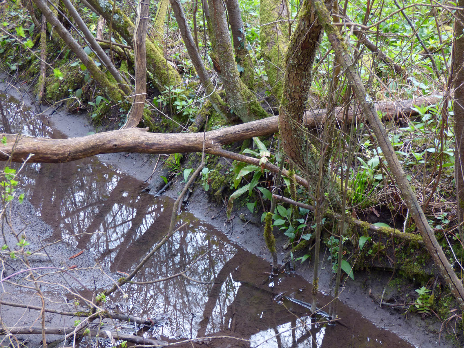 Le GOUY (8 avril 2016)